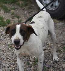 German Shorthaired Pointer-Unknown Mix Dogs for adoption in Dodson, MT, USA