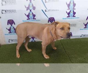 American Pit Bull Terrier-Unknown Mix Dogs for adoption in Orlando, FL, USA