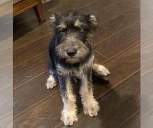 Mutt Dogs for adoption in San Antonio, TX, USA