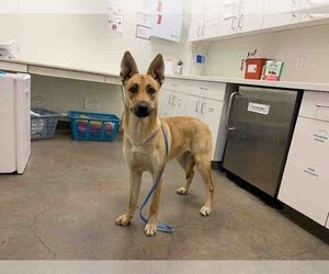 German Shepherd Dog Dogs for adoption in Berkeley , CA, USA
