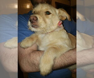 Labrador Retriever-Wheaten Terrier Mix Dogs for adoption in Aurora, IN, USA