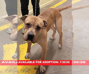 American Bulldog-Unknown Mix Dogs for adoption in Williamsburg, IA, USA