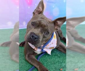 American Pit Bull Terrier Dogs for adoption in Bakersfield, CA, USA