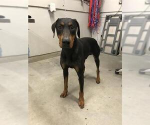 Doberman Pinscher Dogs for adoption in Camarillo, CA, USA