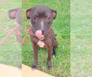 American Staffordshire Terrier Dogs for adoption in Fort Lauderdale, FL, USA