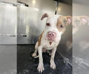 American Staffordshire Terrier-Unknown Mix Dogs for adoption in San Antonio, TX, USA