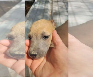 Dachshund-Unknown Mix Dogs for adoption in Prentiss, MS, USA