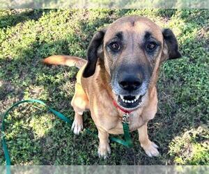 German Shepherd Dog-Unknown Mix Dogs for adoption in Ocala, FL, USA