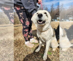 Great Pyrenees-Retriever Mix Dogs for adoption in garner, NC, USA