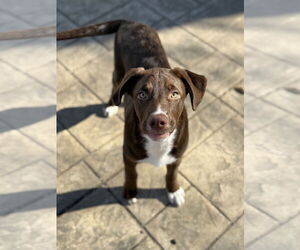 Siberian Husky-Unknown Mix Dogs for adoption in Fenton, MO, USA