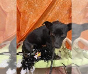 Chiweenie Dogs for adoption in Modesto, CA, USA