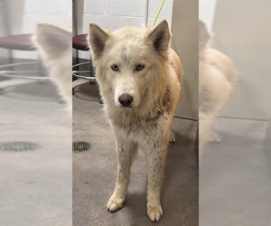 Siberian Husky Dogs for adoption in Forestville, MD, USA