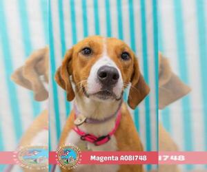 Medium Photo #1 American Foxhound-Unknown Mix Puppy For Sale in Mobile, AL, USA