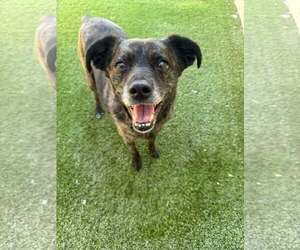 Dutch Shepherd -Unknown Mix Dogs for adoption in Tempe , AZ, USA