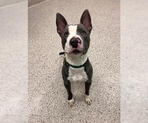 American Pit Bull Terrier Dogs for adoption in Brighton, CO, USA