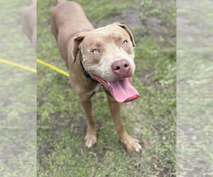 American Pit Bull Terrier-Unknown Mix Dogs for adoption in Virginia Beach, VA, USA