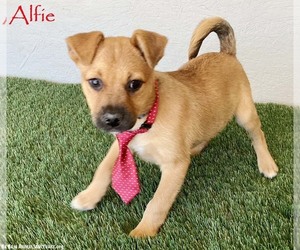 Jug Dogs for adoption in San Diego, CA, USA