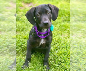 Labrador Retriever-Unknown Mix Dogs for adoption in Rockaway, NJ, USA