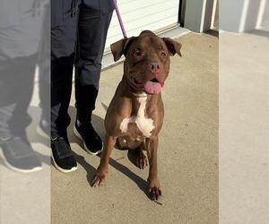 American Pit Bull Terrier-Labrador Retriever Mix Dogs for adoption in Louisville, KY, USA