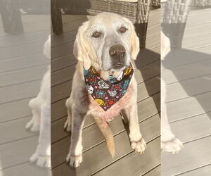 Labrador Retriever Dogs for adoption in Warrington, PA, USA