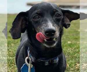 Dachshund Dogs for adoption in Amherst, MA, USA