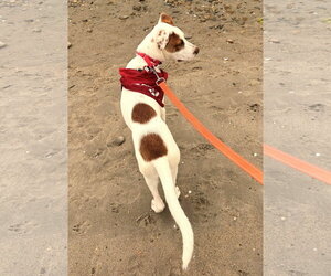 Mutt Dogs for adoption in Wakefield, RI, USA