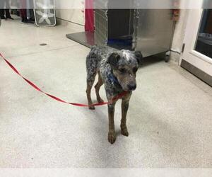 Mutt Dogs for adoption in Riverside, CA, USA