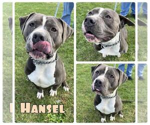 American Staffordshire Terrier Dogs for adoption in Pierceton , IN, USA