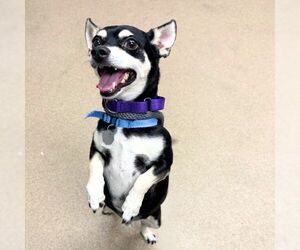 Chihuahua Dogs for adoption in Aurora, CO, USA