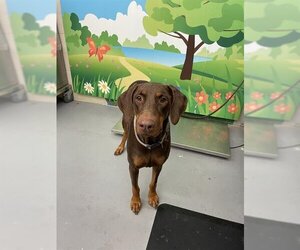 Doberman Pinscher Dogs for adoption in Waco, TX, USA