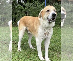 Great Pyrenees-Saint Bernard Mix Dogs for adoption in Wetumpka, AL, USA