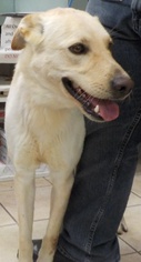 Labrador Retriever Dogs for adoption in Rowlett, TX, USA