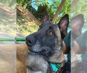 Mutt Dogs for adoption in Sacramento, CA, USA