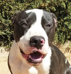 Great Dane Dogs for adoption in Albuquerque, NM, USA