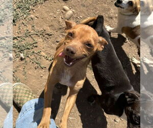 Chihuahua-Unknown Mix Dogs for adoption in Chico, CA, USA