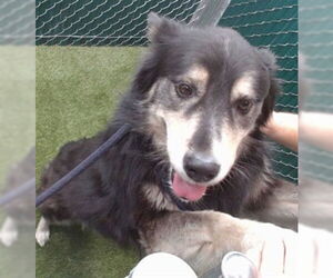 Australian Shepherd-Unknown Mix Dogs for adoption in Downey, CA, USA