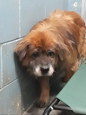 Chow Chow Dogs for adoption in Clarkesville, GA, USA