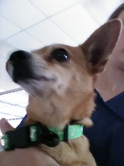 Chi-Corgi Dogs for adoption in Chico, CA, USA