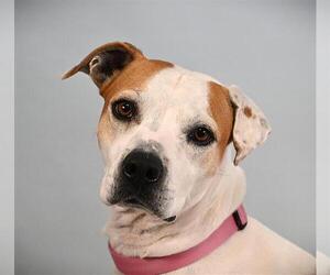 Boxer-Unknown Mix Dogs for adoption in Fort Collins, CO, USA