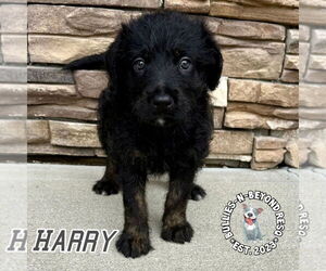 Rottle Dogs for adoption in Omaha, NE, USA