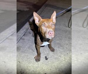 American Staffordshire Terrier-Unknown Mix Dogs for adoption in San Antonio, TX, USA