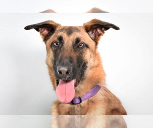 Mutt Dogs for adoption in Fort Collins, CO, USA