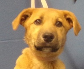 Mutt Dogs for adoption in Silver Spring, MD, USA