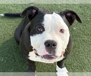 American Pit Bull Terrier Dogs for adoption in Martinez, CA, USA