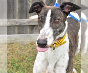 Greyhound Dogs for adoption in Grandville, MI, USA