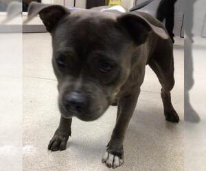 American Pit Bull Terrier Dogs for adoption in Riverside, CA, USA