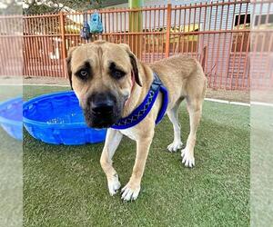 German Shepherd Dog-Unknown Mix Dogs for adoption in Las Vegas, NV, USA