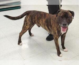 Staffordshire Bull Terrier-Unknown Mix Dogs for adoption in Dellslow, WV, USA