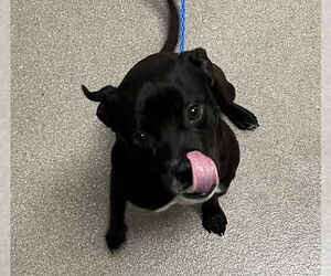 American Pit Bull Terrier-Unknown Mix Dogs for adoption in Las Vegas, NV, USA