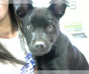 Labrador Retriever Dogs for adoption in Louisville, KY, USA